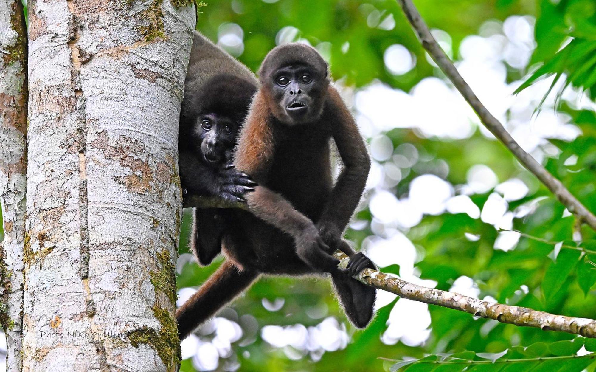 Grand Selva Lodge & Tours Tena Exteriér fotografie
